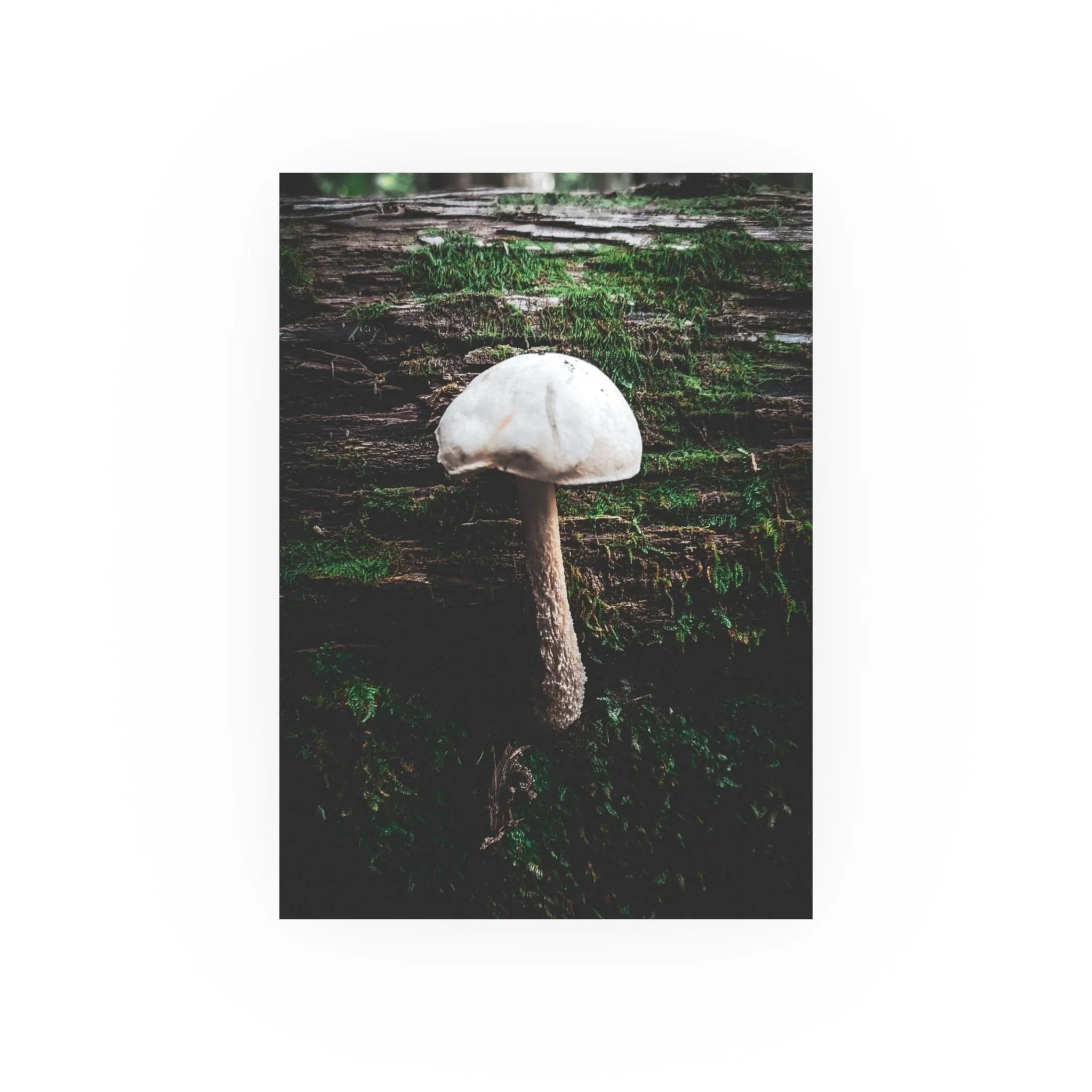 0c7ca1b4e3ca55a103a360ef4f784208