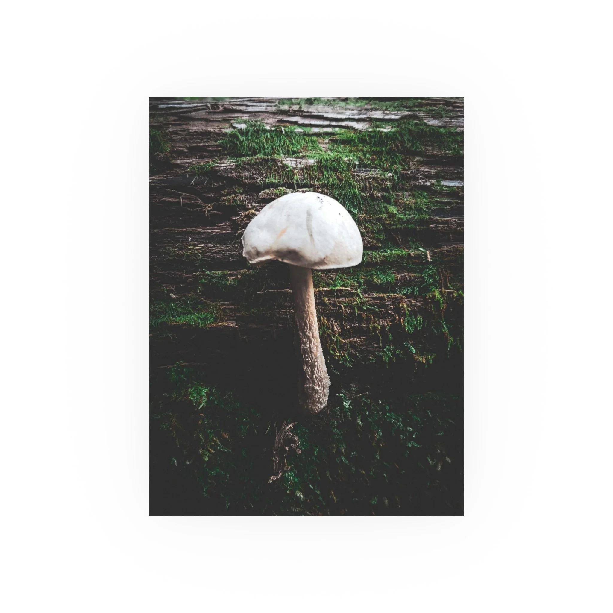 28bc2829c84fa5d48480c060a63542b0