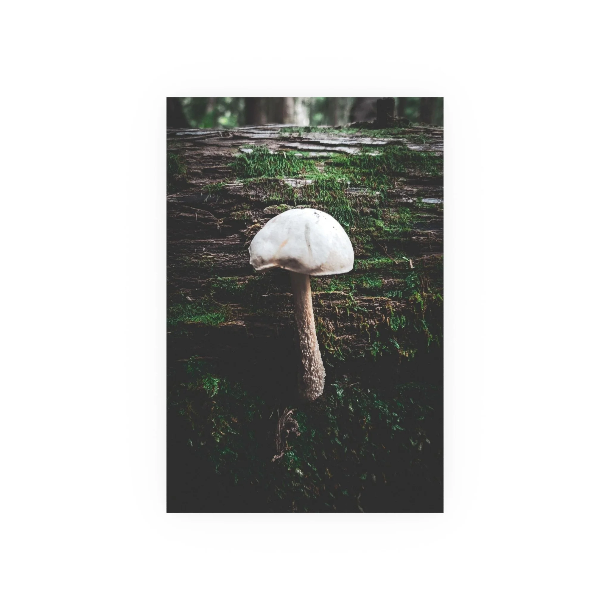 130b33bfda3a5a4414de237335500f90