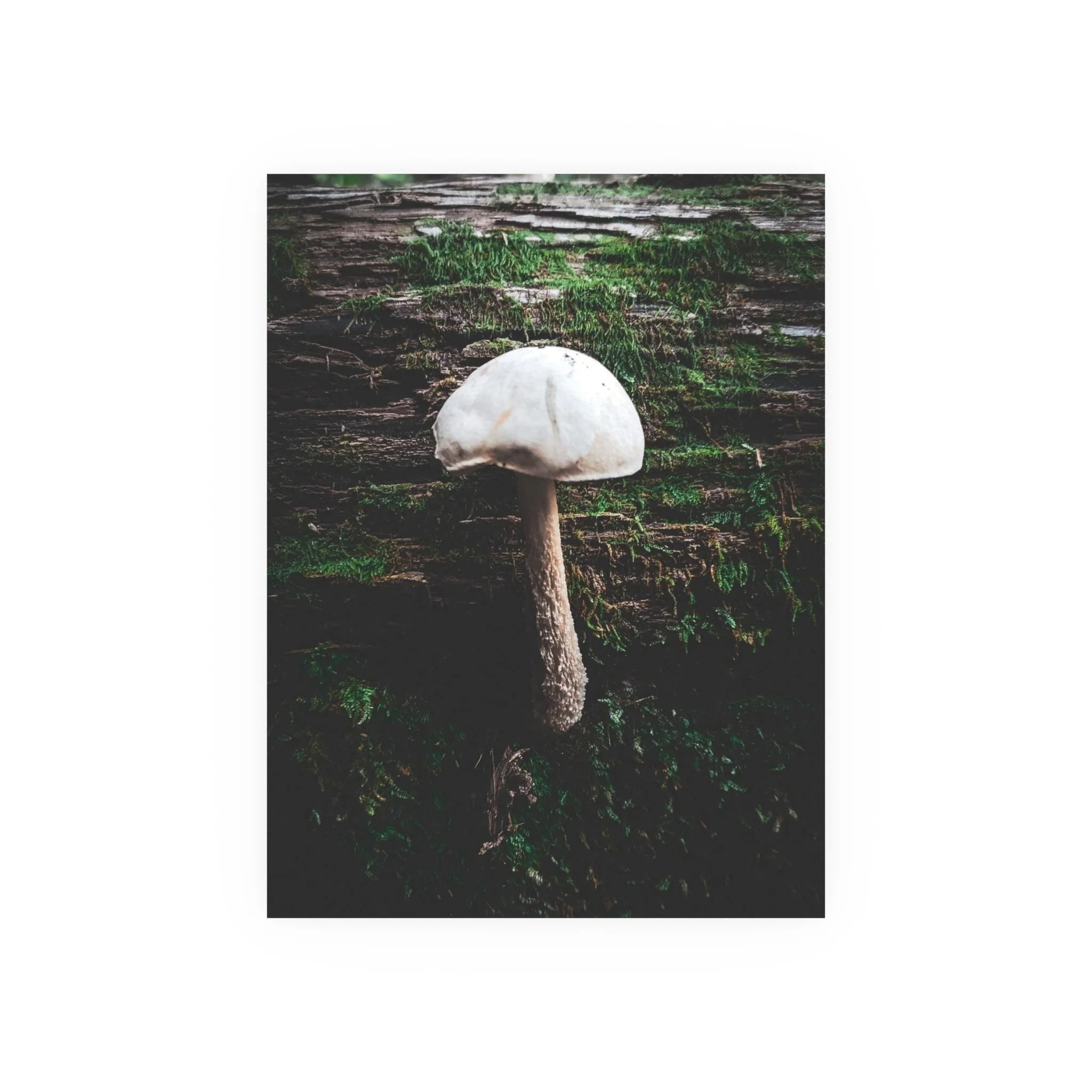 eeed83a9c98d6a9d96c8cc202ade7369