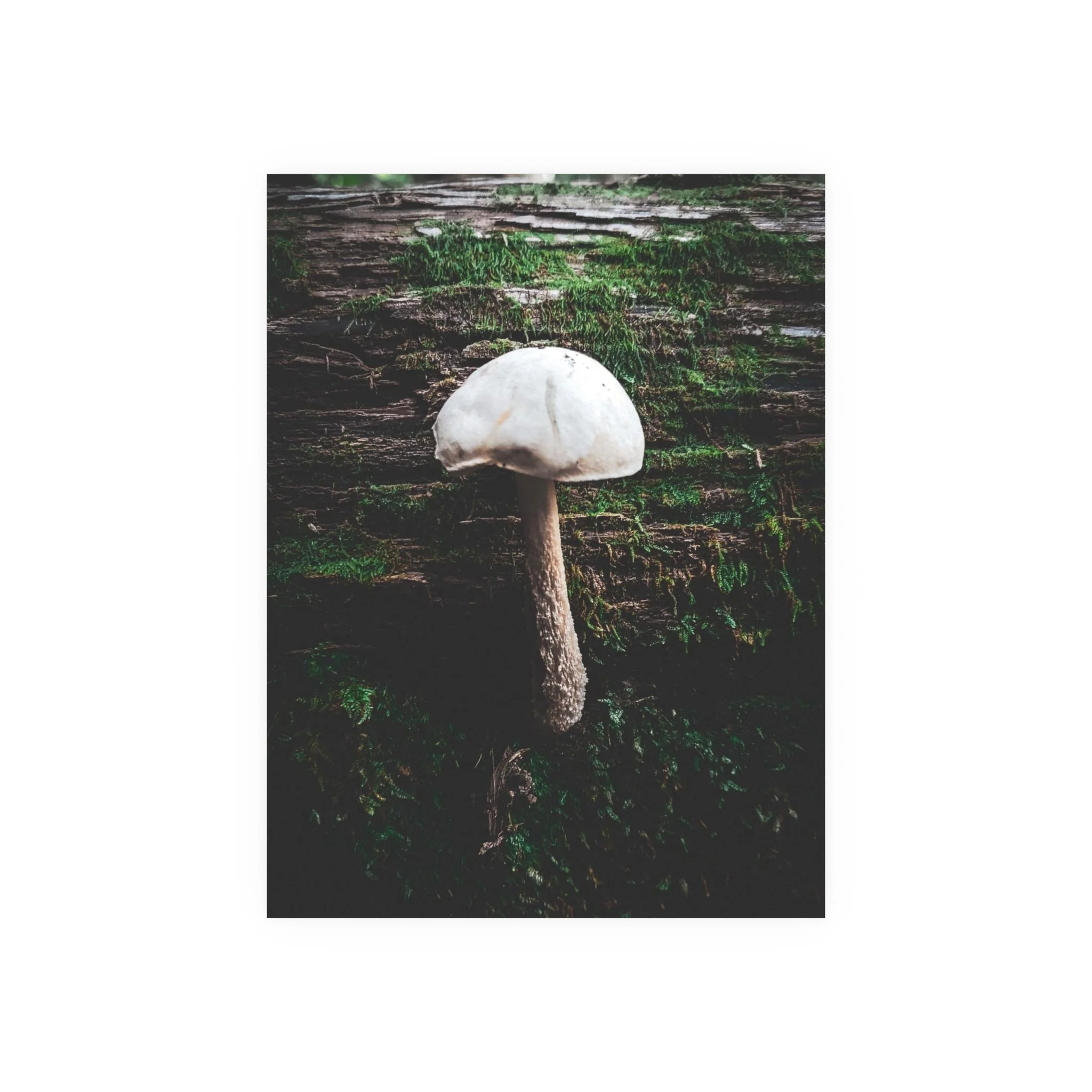 61527fecfb4f50d7f708779de2bdad2c