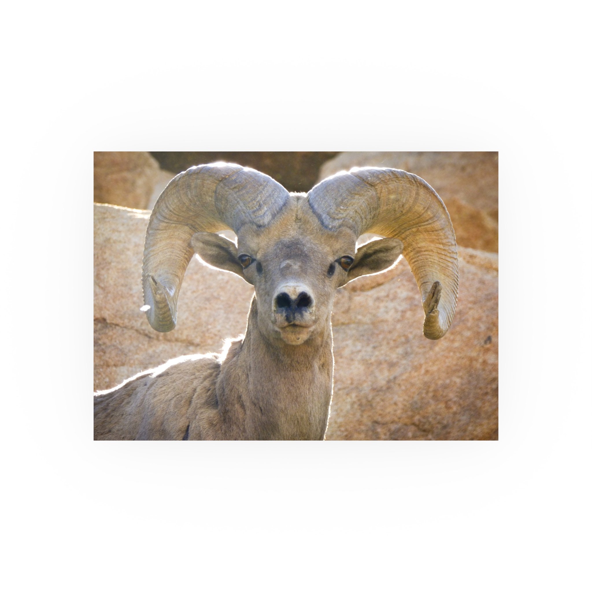 bdf390fabb99c8341e394b8136166728