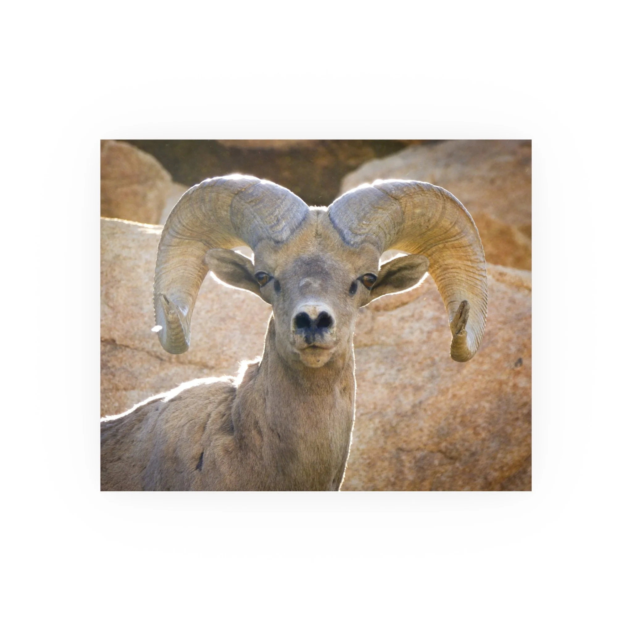 19f6d81c00d110c25c033d5cf6f23393