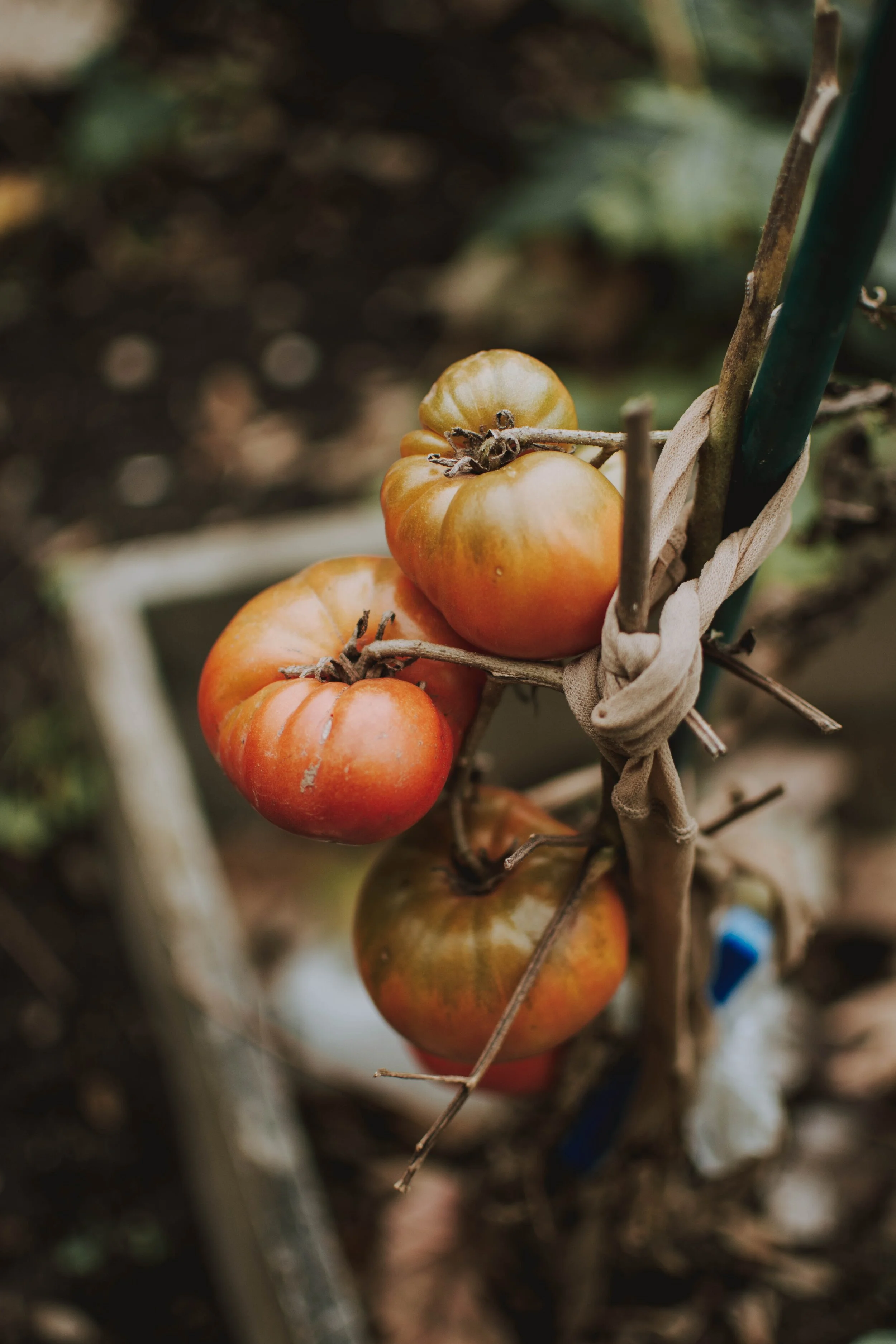 Tomatoes need them, and so do you.