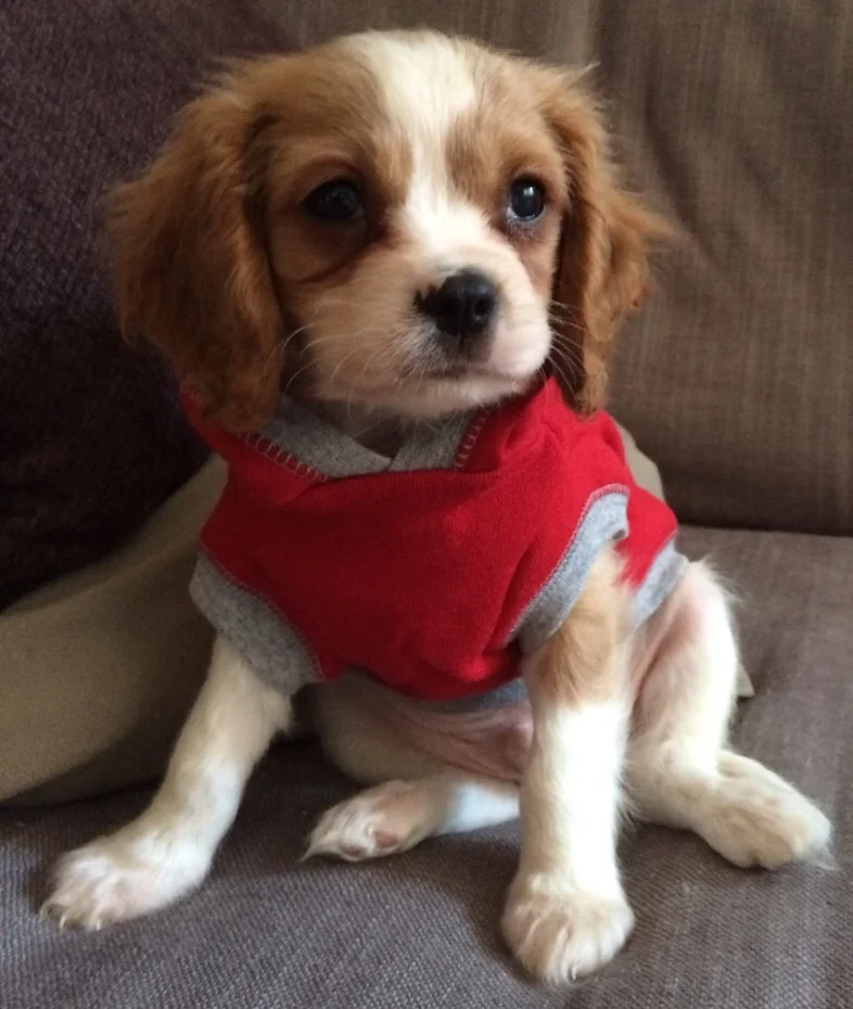 Introducing...archie!