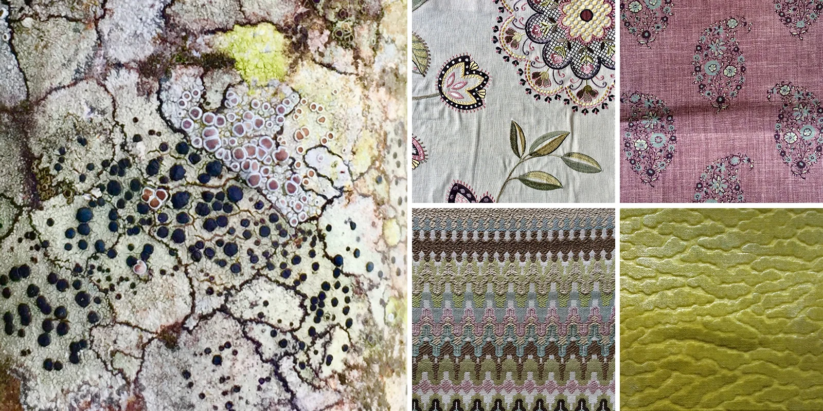 Bark Lichen