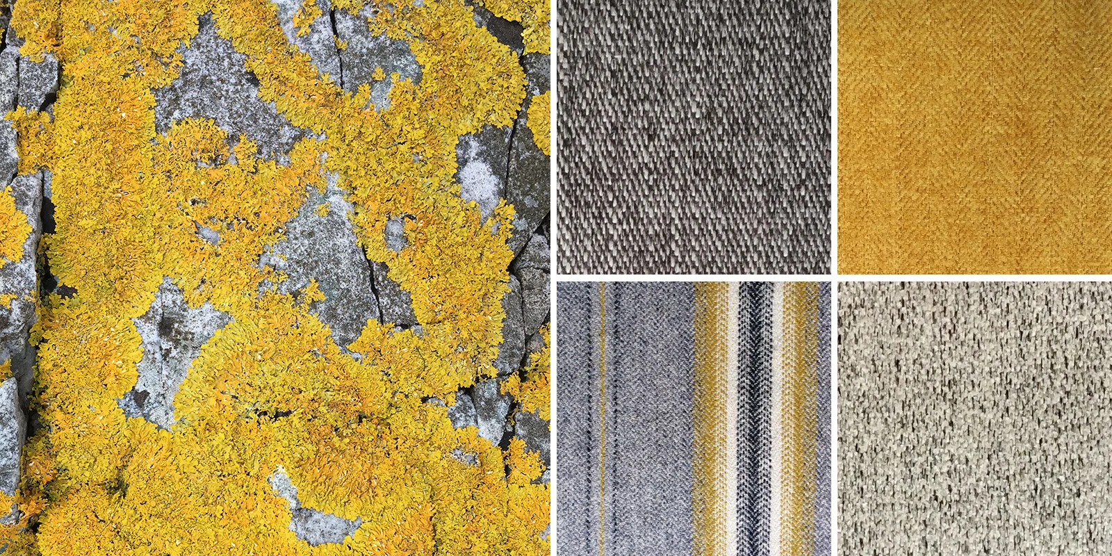 Rock Lichen