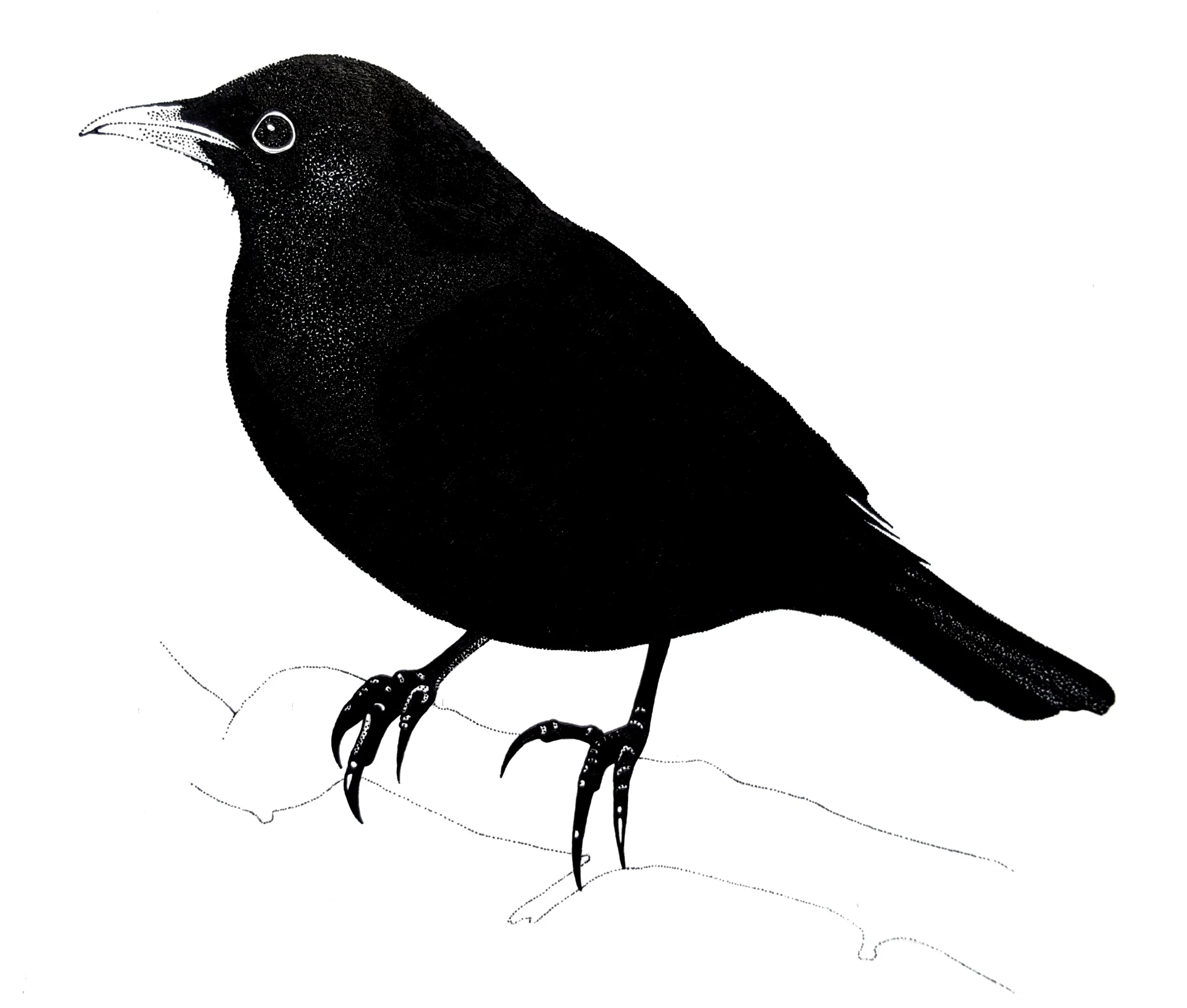 blackird1.jpg