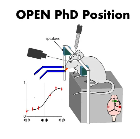Open PhD position in the Brain Circuits and Behavior Lab