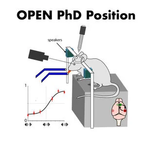 Open PhD position in the Brain Circuits and Behavior Lab
