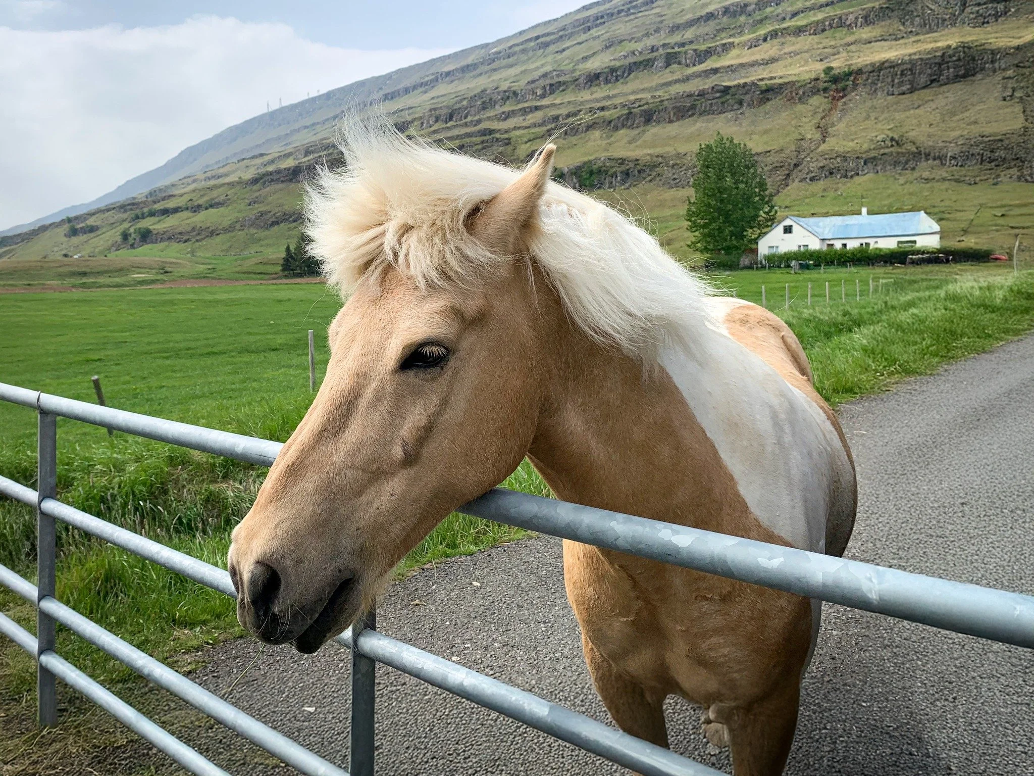 Meet one of Iceland&rsquo;s most treasured companions &ndash; sturdy, gentle, and always curious. 🐴🇮🇸
⁠
#IcelandicHorse #MadeInIceland #ReykjavikRaincoats #iceland🇮🇸