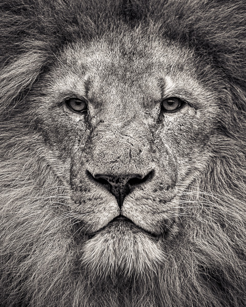 FFV5 - Portrait of African Lion (web) © Paul J Coghlin.jpg