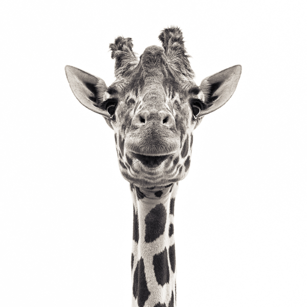 Giraffe 6 (web) © Paul J Coghlin.jpg