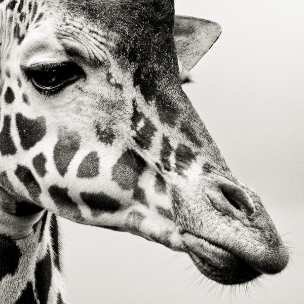 Portrait of a Giraffe  (web) © Paul J Coghlin.jpg