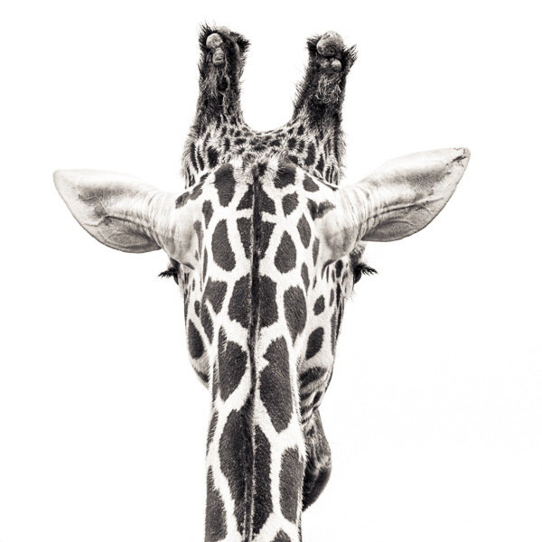 Giraffe 8 (web) © Paul J Coghlin.jpg