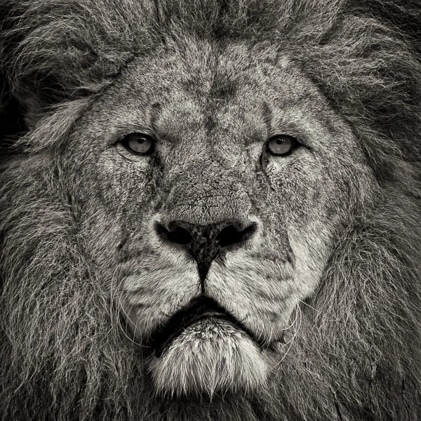 Lion's Stare (web) © Paul J Coghlin.jpg