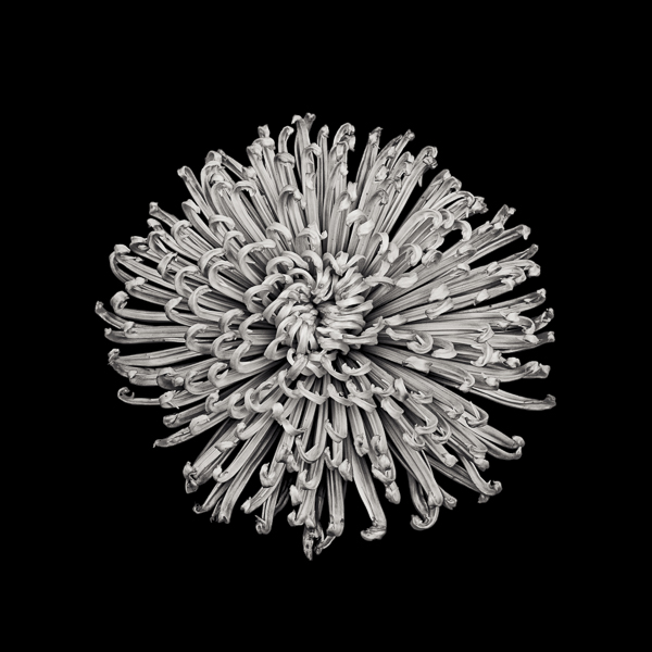 Green Chrysanthemum  (PTL003)_web_Paul J Coghlin.jpg