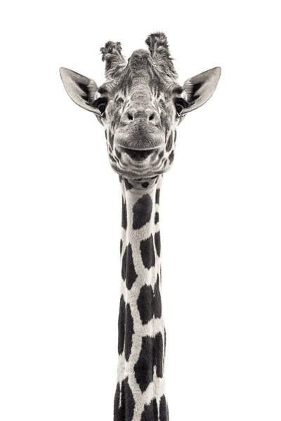 Giraffe V. Photograph of a giraffe by fine art photographer Paul Coghlin
