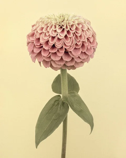 'Queen Red Lime' Zinnia I. Limited edition photographic print by Paul Coghlin
