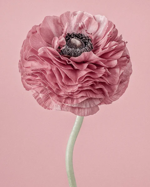 CF017 Pink Ranunculus I. Limited edition photographic print by Paul Coghlin