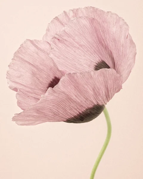 CF020 Opium Poppy I. Limited edition photographic print by Paul Coghlin