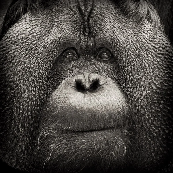 BTE_003 Regard. Photograph of a orangutan by fine art photographer Paul Coghlin