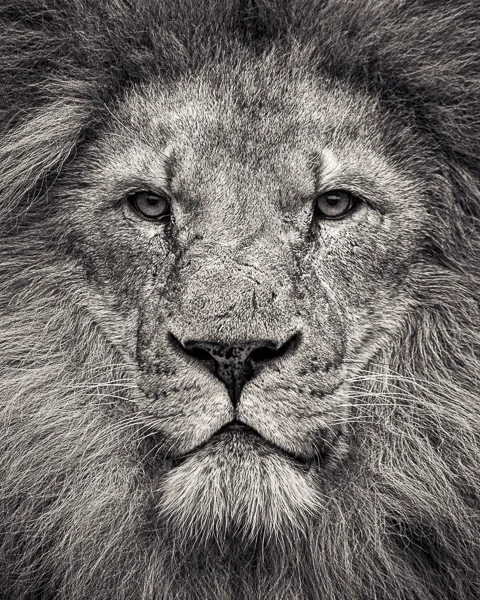 FFV_005 Portrait of African Lion. Portrait of a Lion by fine art photographer Paul Coghlin. Limited edition photographic prints.