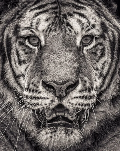 FFV_002 Portrait of Sumatran Tiger by fine art photographer Paul Coghlin. Limited edition photographic prints.