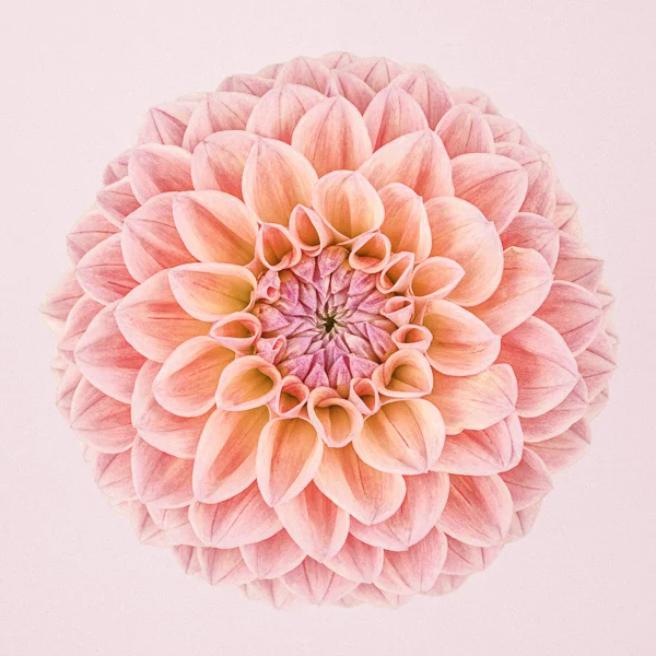 CF50 Pink Dahlia Circle I. Limited edition photographic print by Paul Coghlin