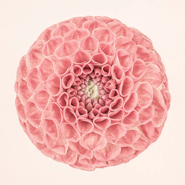 CF52 Pink Dahlia Circle II. Limited edition photographic print by Paul Coghlin