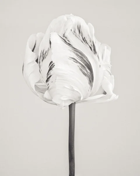 BTNC_001 Tulipa 'Madonna' I. Limited edition photographic print by Paul Coghlin