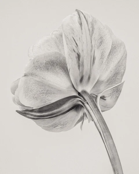BTNC_017 Tulipa 'Yellow Pompenette' I. Limited edition photographic print by Paul Coghlin