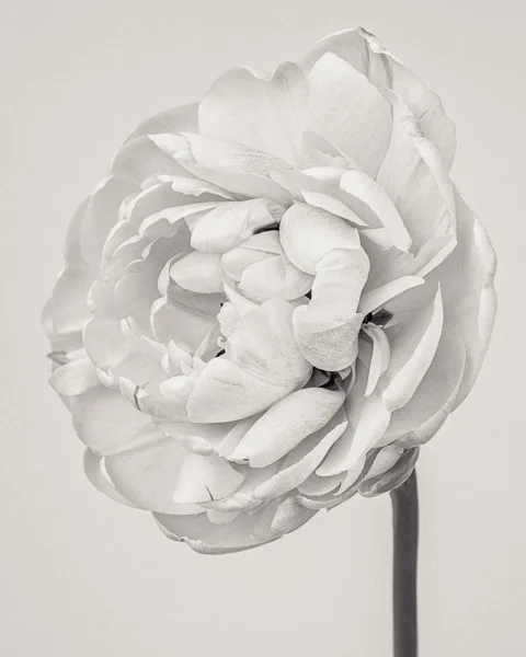 BTNC_019 Tulipa 'Yellow Pompenette' III. Limited edition photographic print by Paul Coghlin