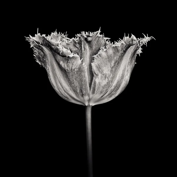 PTL022 Tulip, Fancy Frills. Limited edition photographic print by Paul Coghlin