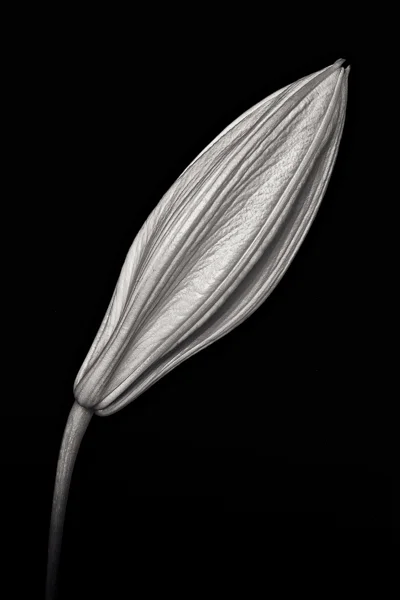 PTL030 Lilies, Study I. Limited edition photographic print by Paul Coghlin