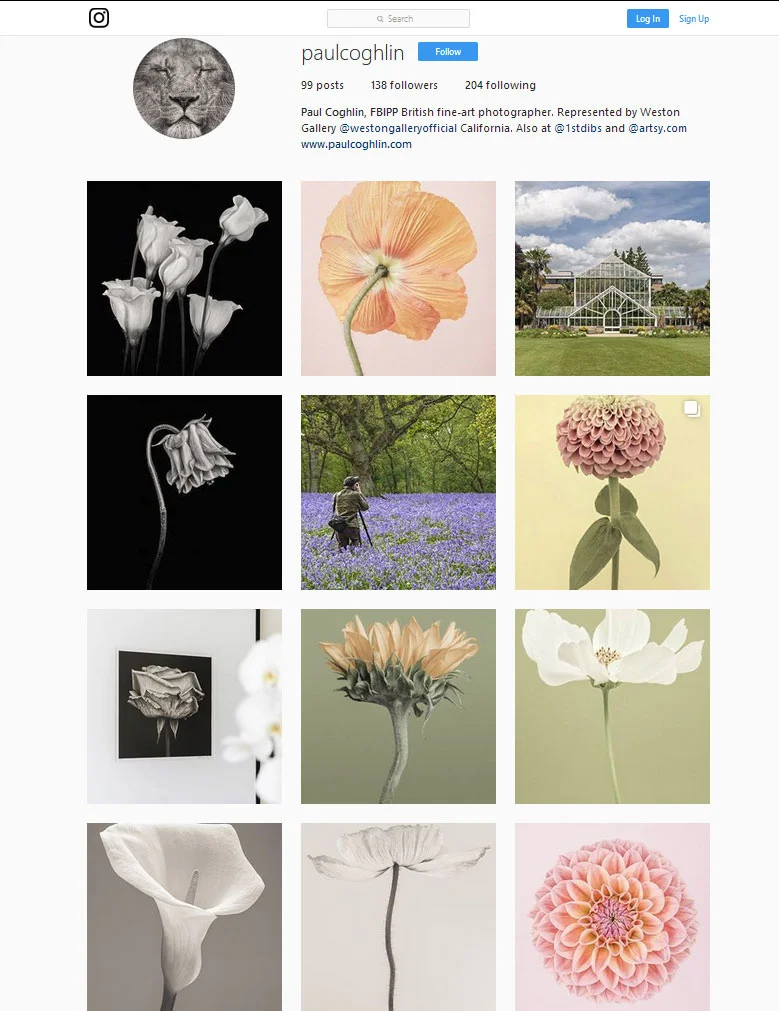 May-Flowers.jpg