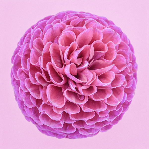 CF53 Pink Dahlia Circle III_600px, web, large_© Paul J Coghlin.jpg