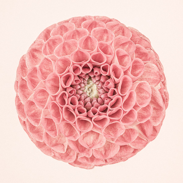 CF52 Pink Dahlia Circle II_600px, web, large_© Paul J Coghlin.jpg