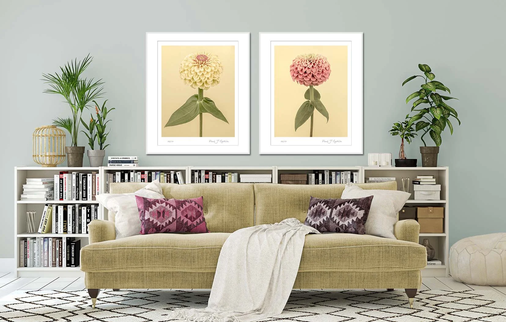 Yellow Zinnia elegans. Two zinnia floral prints by fine art photographer Paul Coghlin.