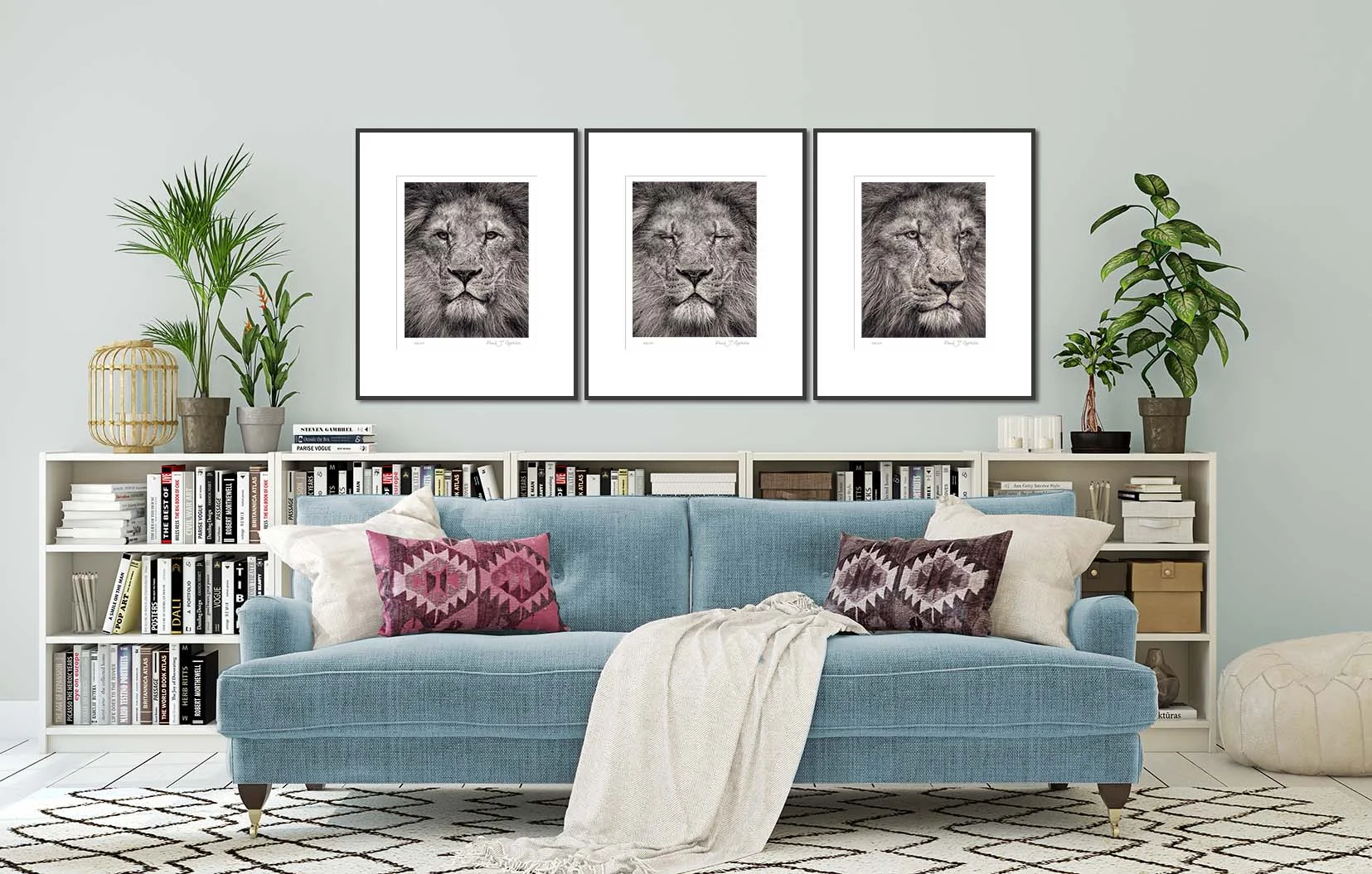 Three photographs of a lion from the Fading From View portrait series. Big cat and animal prints by fine art photographer Paul Coghlin. Limited edition photographic prints.