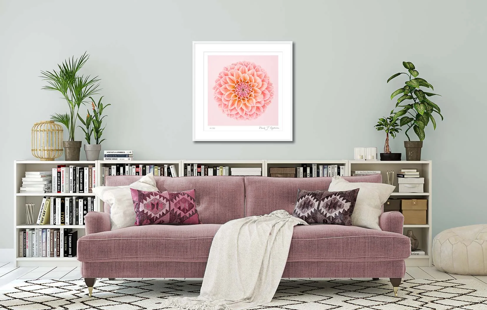 Pink Dahlia Circle I. Limited edition fine art print of a pink dahlia. Botanical prints and floral studies by fine art photographer Paul Coghlin.