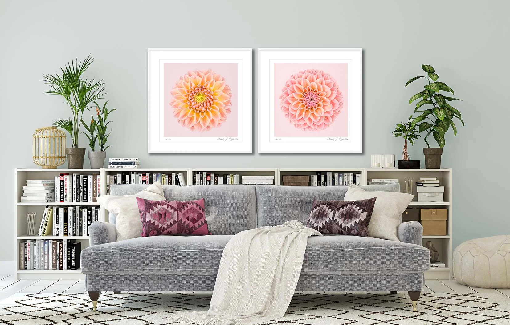 Pink and Yellow Dahlia Circle I. Limited edition fine art print of a pink and yellow dahlia. Botanical prints and floral studies by fine art photographer Paul Coghlin.