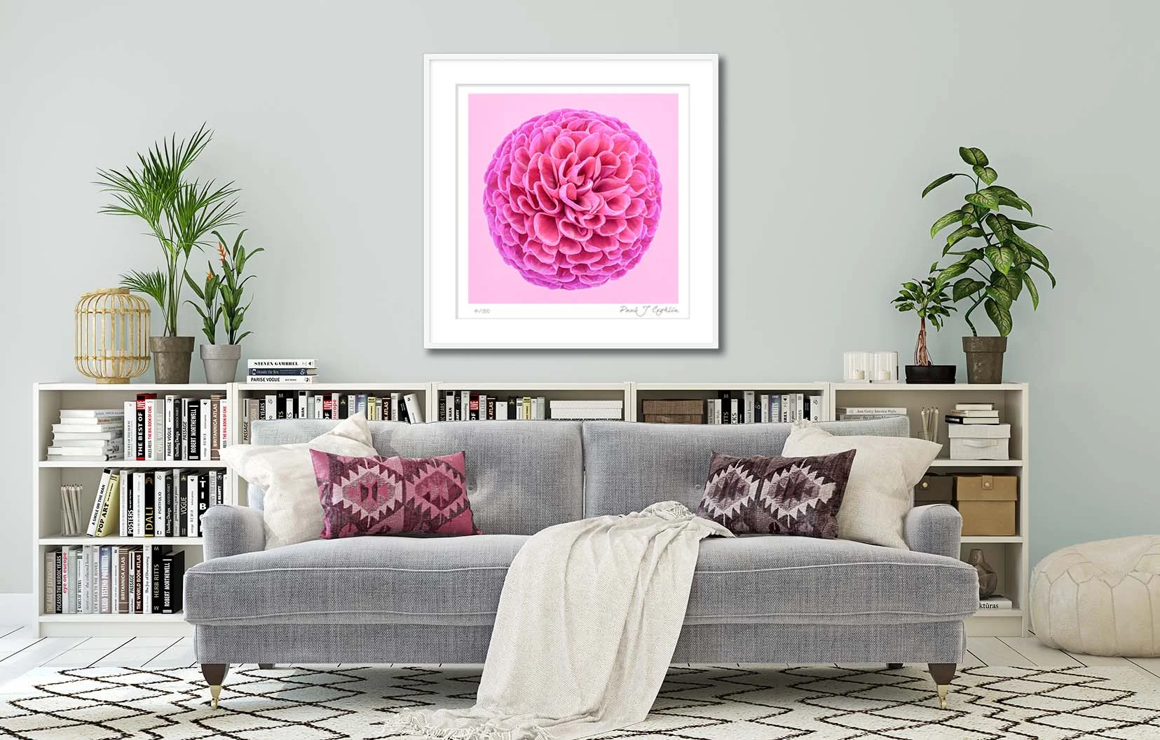 Pink Dahlia Circle III. Limited edition fine art print of a deep pink dahlia. Botanical prints and floral studies by fine art photographer Paul Coghlin.