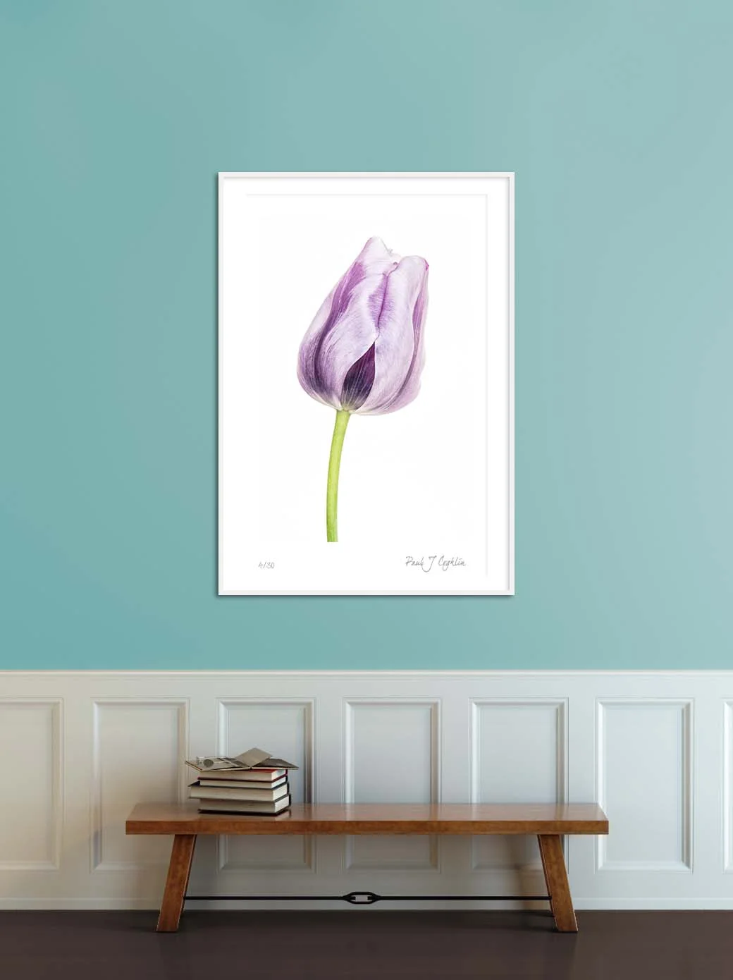 Blue Parrot Tulip V.Limited edition photographic print of a blue tulip by fine art photographer Paul Coghlin FBIPP.