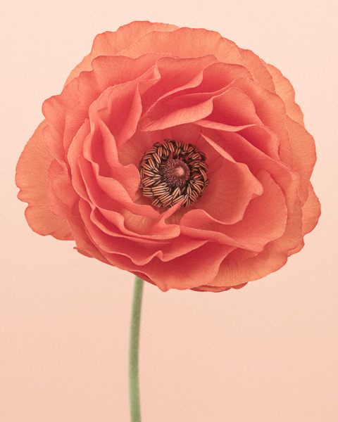 Paul Coghlin — A Flower a Day for the Month of May