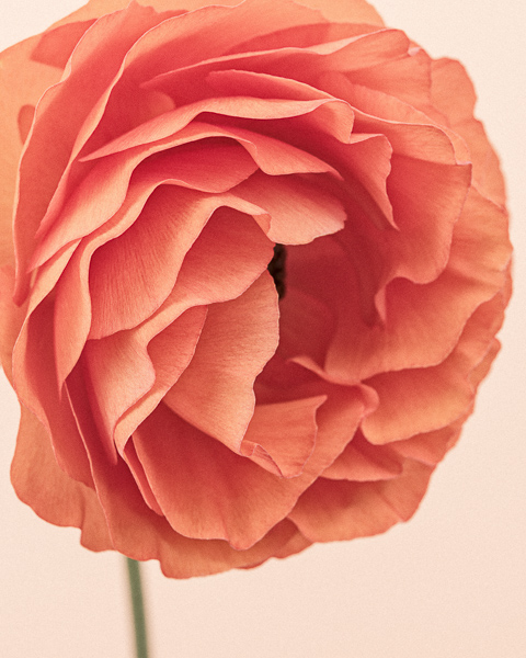 Paul Coghlin — A Flower a Day for the Month of May