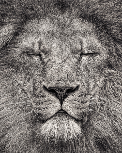 FFV_006 Peace - Portrait of an African Lion II (web, 600px) © Paul J Coghlin.jpg