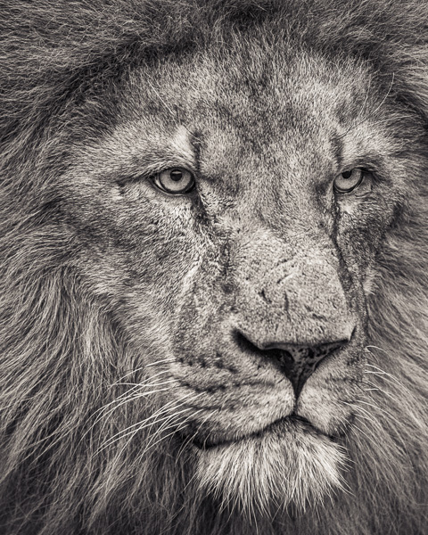 FFV_007 African Lion Looking Away (web, 600px) © Paul J Coghlin.jpg