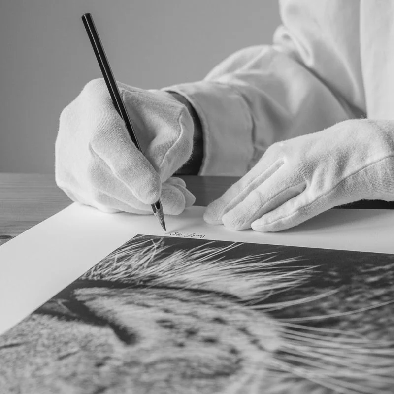 Paul signing one of his limited edition fine art prints of a lion.