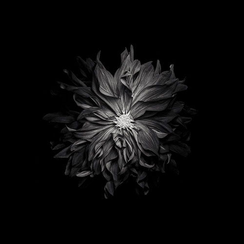 Paul Coghlin — Limited edition floral art prints | Fleur Noir